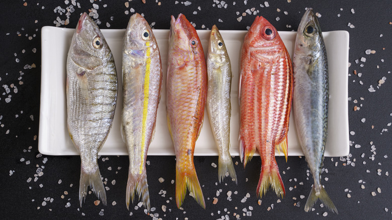 Assorted whole raw fish on white plate