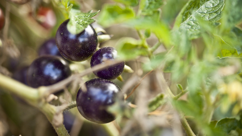 Purple cherry tomatoes