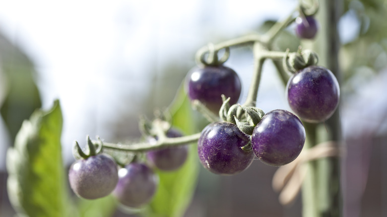 purple tomatoes on vine