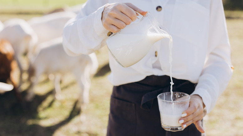 Pouring fresh goat milk into a glass on a sunny farm