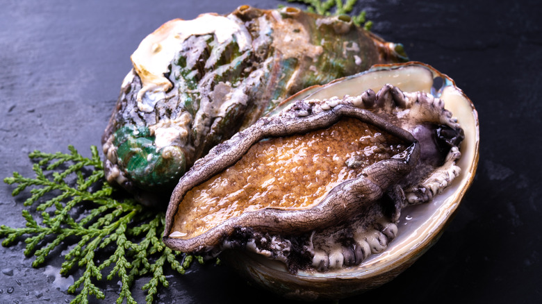 fresh abalone in shell