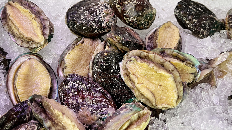 Abalone in shells on ice