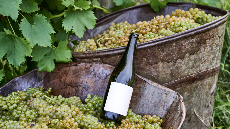 A bottle of wine resting on a barrel of grapes in a vineyard