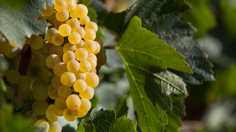 Chardonnay grapes growing on vines