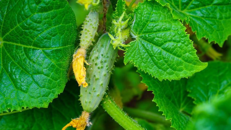 Gherkin cucumbers on plant