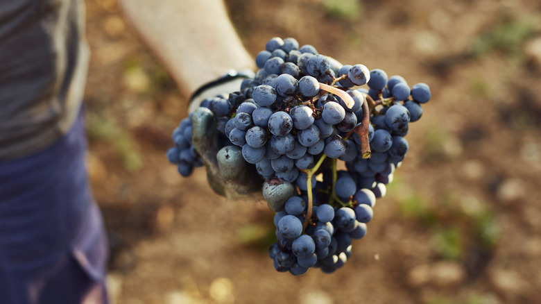 Winemaker holding bunch of grapes