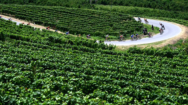 Rolling green vineyards