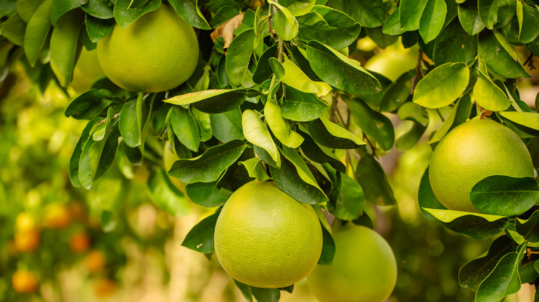 Pomelo fruits on tree