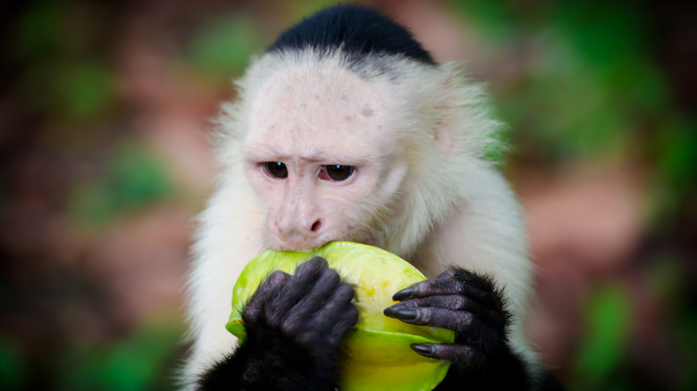 Monkey eating star fruit