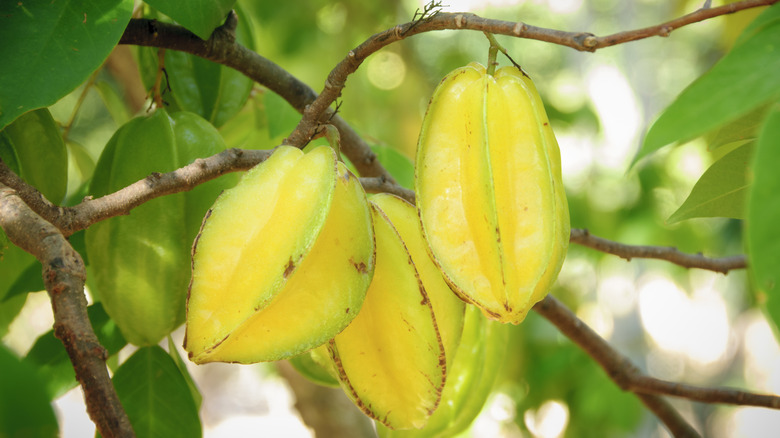 Star fruit growing on tree