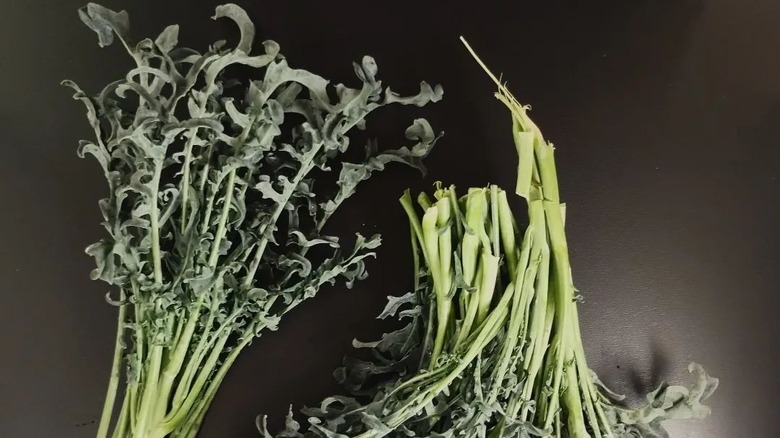 Broccoli spigarello black background