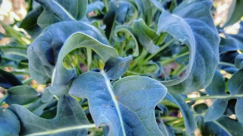 Close up of broccoli spigarello plant