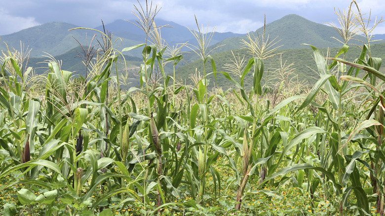corn field in Oaxaca, Mexico