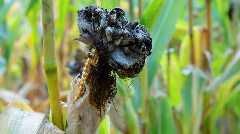 corn infected with huitlacoche fungus