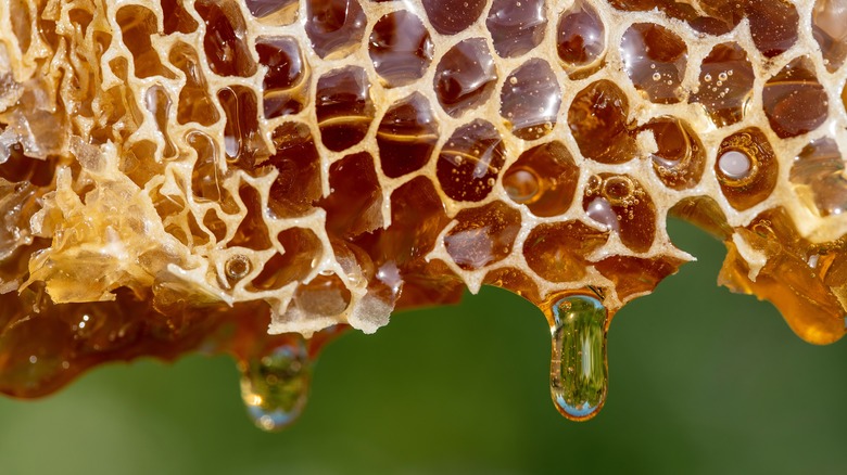 honeycomb dripping with honey