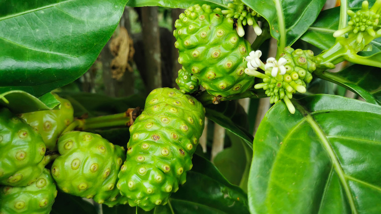 Noni fruits hanging off a branch