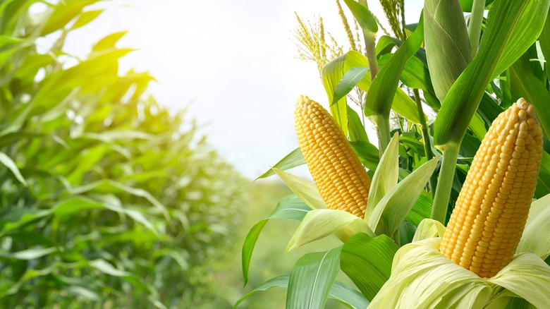 Corn growing in fields 