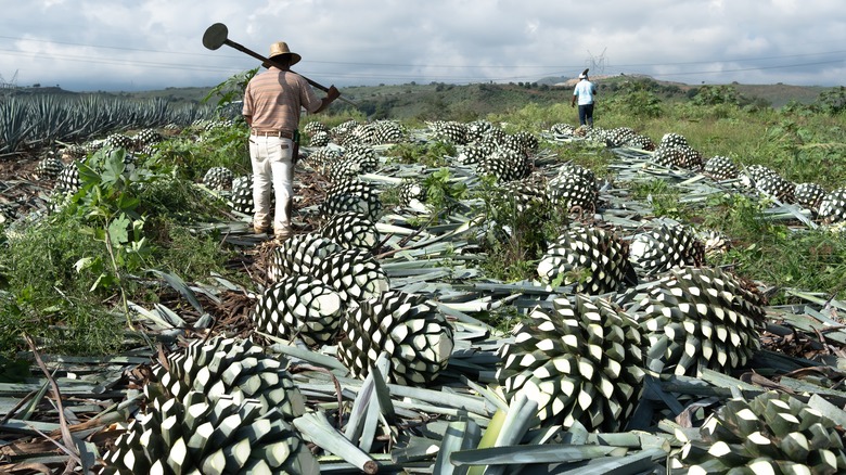 Farmers harvesting agave