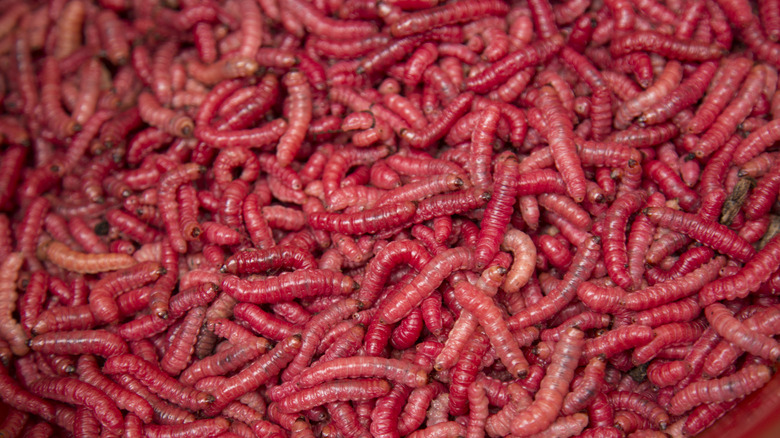 Chinicuil worms