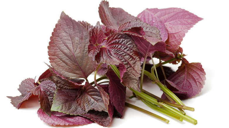 Red shiso leaves in bunch