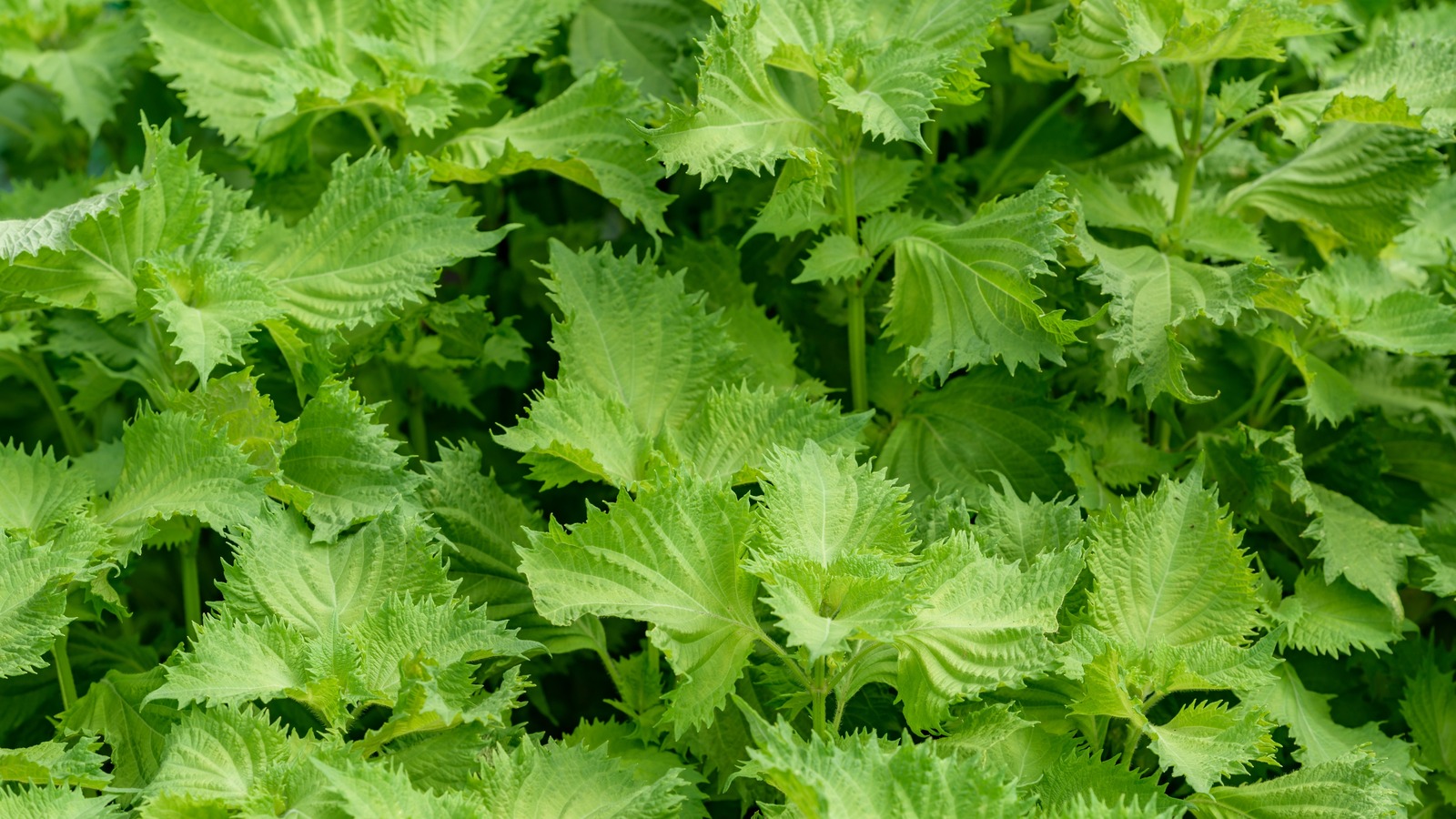 What Is Shiso And How Is It Used?, 46% OFF