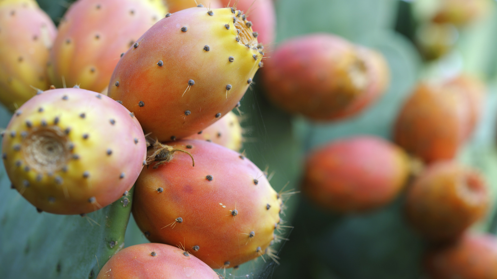 cactus peeling machine/barbary fig peeler machine