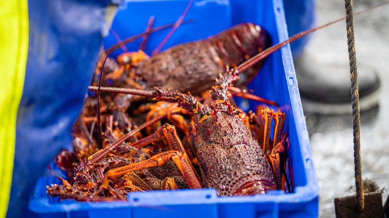 A blue bin full of recently fished live lobsters