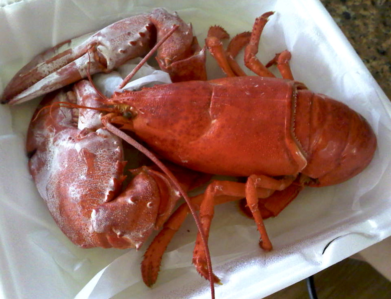 albino lobster cooked