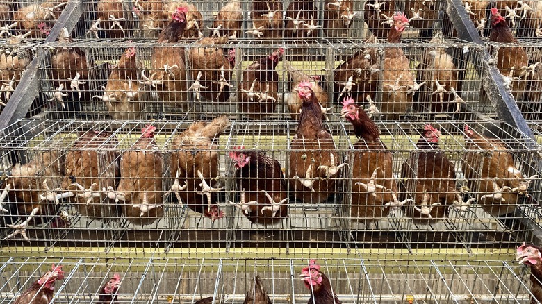 Battery caged hens from bottom