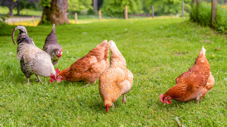 Chickens foraging outside