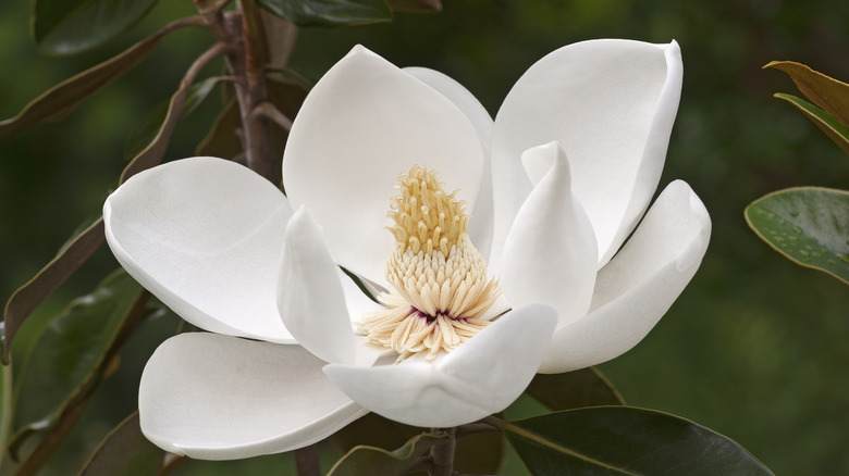 Magnolia grandiflora blossom