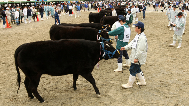 Kobe cows at livestock competition 