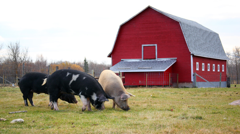 Kurobuta pigs grazing in pasture