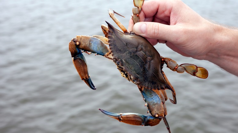 Hand holding Maryland blue crab