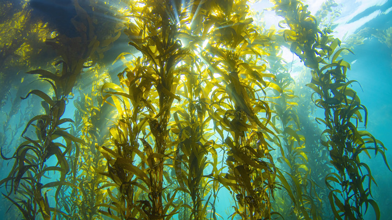 seaweed growing underwater