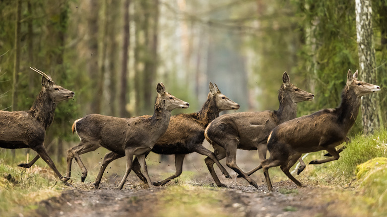 Deer running through woods