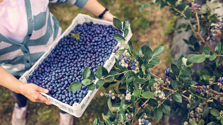 woman holds flat of blueberries near blueberry bush