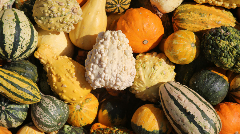 Assorted winter squash