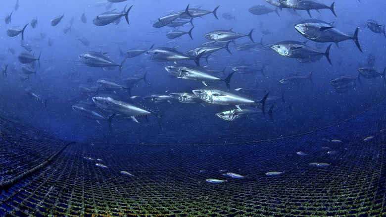 Tuna swimming above net