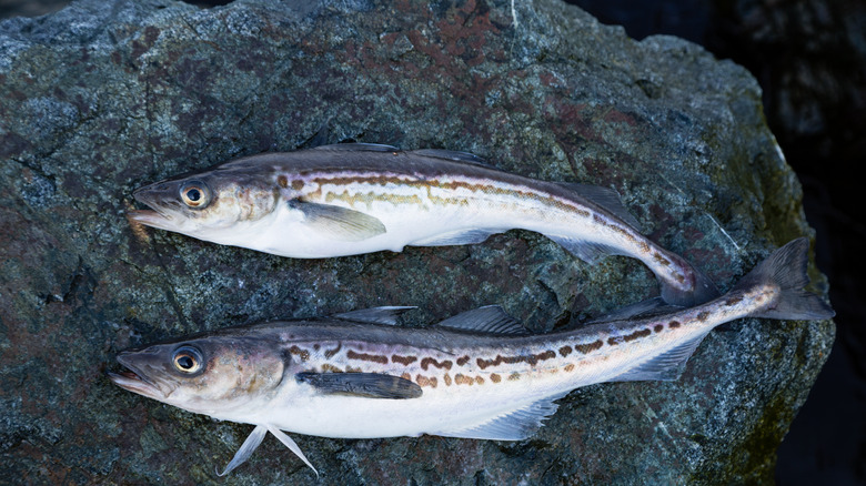 Two whole Alaska pollock on a blue-gray stone