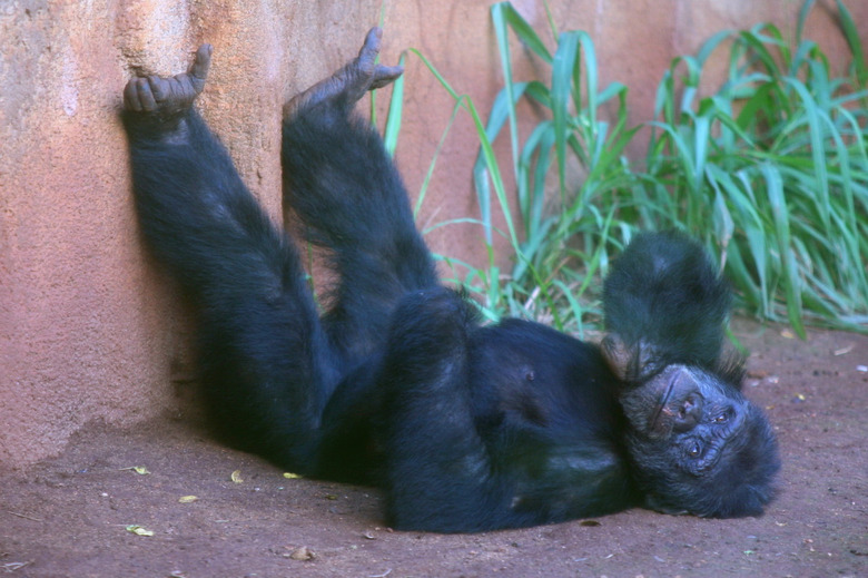 The chimps figured it out faster than the children. No joke.