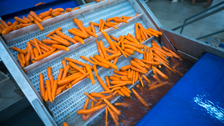 Carrots being washed in factory