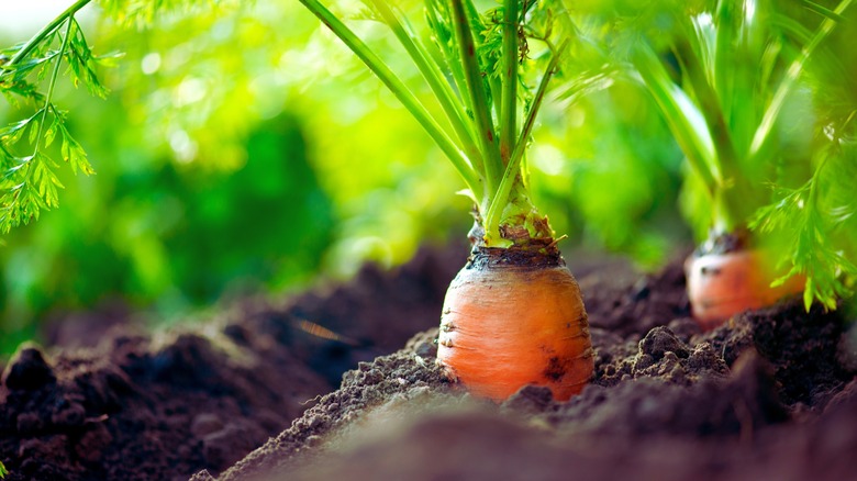 Carrots growing in soil