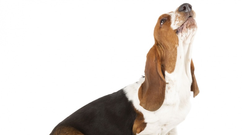 Howling basset hound dog