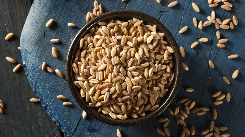 Bowl of raw farro grains on a blue wood table surrounded by spilled grains