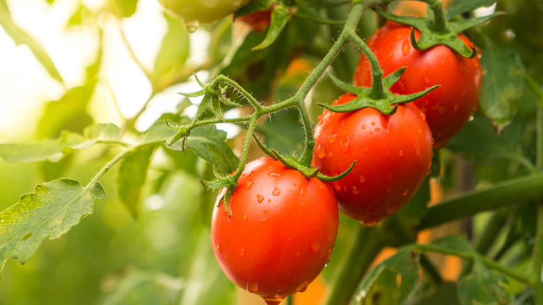 Ripe red tomatoes on vine