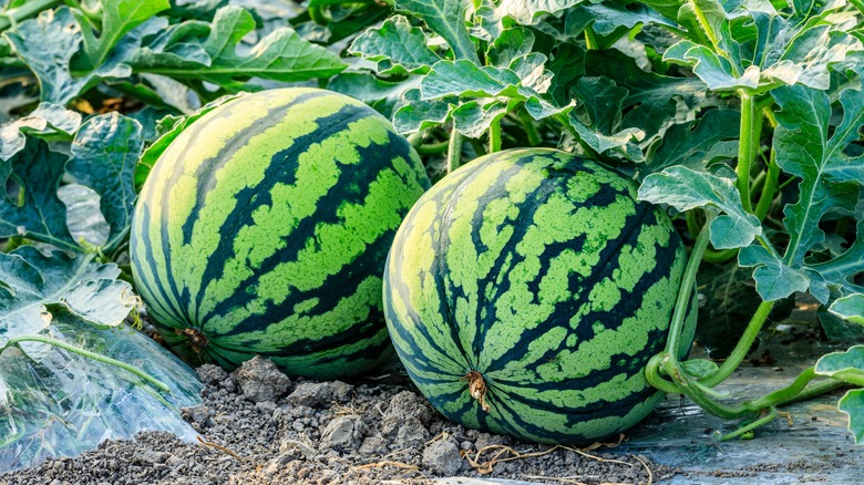 watermelon growing in a field