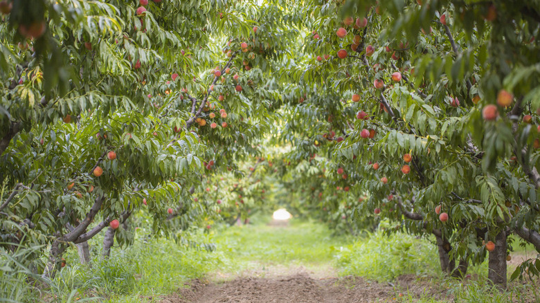 Row of peach trees