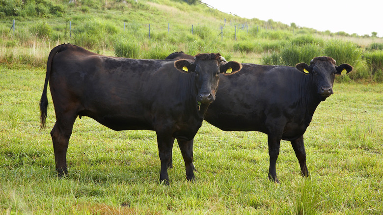 Wagyu cattle grazing in pasture