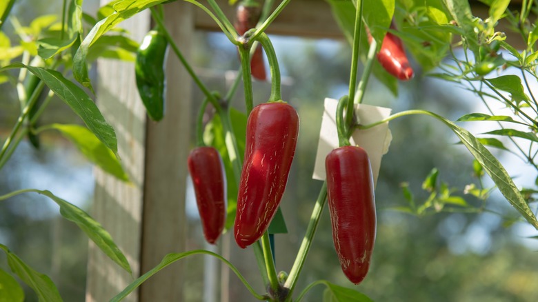 Ripe red jalapeños on plant